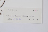 單葉雙蓋蕨藏品圖，第2張