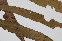 單葉雙蓋蕨藏品圖，第3張