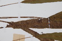 單葉雙蓋蕨藏品圖，第5張