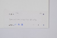 千層塔藏品圖，第2張