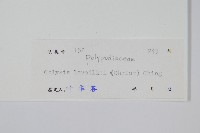 綠葉線蕨藏品圖，第2張