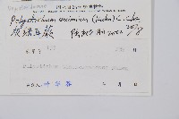 阿里山耳蕨藏品圖，第2張