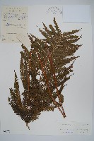 假毛蕨藏品圖，第1張