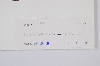 福建蓮座蕨藏品圖，第2張