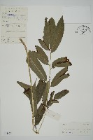 日本鳳丫蕨藏品圖，第1張