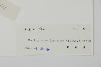 日本鳳丫蕨藏品圖，第2張