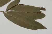 日本鳳丫蕨藏品圖，第3張