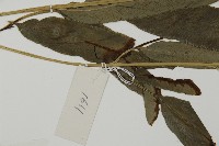 日本鳳丫蕨藏品圖，第5張