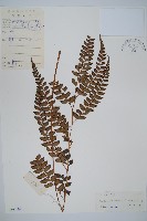 斜方複葉耳蕨藏品圖，第1張