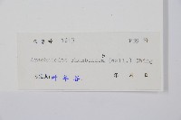 斜方複葉耳蕨藏品圖，第2張