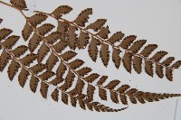斜方複葉耳蕨藏品圖，第3張