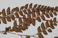 斜方複葉耳蕨藏品圖，第4張