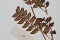 斜方複葉耳蕨藏品圖，第5張