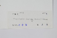 大星蕨藏品圖，第2張