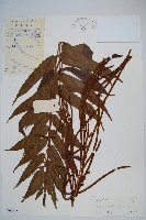 華中瘤足蕨藏品圖，第1張