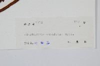 華中瘤足蕨藏品圖，第2張