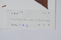 披針新月蕨藏品圖，第2張