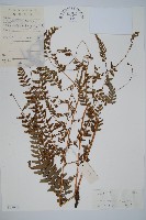 倉田氏蹄蓋蕨藏品圖，第1張