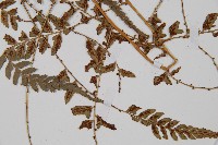 倉田氏蹄蓋蕨藏品圖，第3張