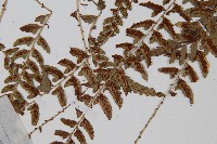 倉田氏蹄蓋蕨藏品圖，第4張