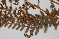 倉田氏蹄蓋蕨藏品圖，第5張