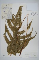 登錄號:P005482藏品圖，第1張