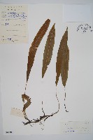 單葉雙蓋蕨藏品圖，第1張