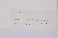 萊氏鐵角蕨藏品圖，第3張