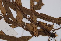 萊氏鐵角蕨藏品圖，第4張