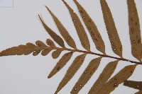 萊氏鐵角蕨藏品圖，第5張