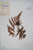 南海鱗毛蕨藏品圖，第1張