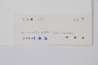 南海鱗毛蕨藏品圖，第2張