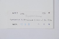 狹葉貫眾蕨藏品圖，第2張