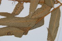 狹葉貫眾蕨藏品圖，第3張