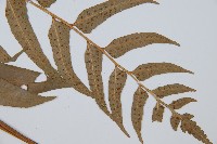 狹葉貫眾蕨藏品圖，第5張