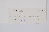 華南馬尾杉藏品圖，第2張