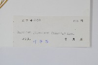 日本金粉蕨藏品圖，第2張