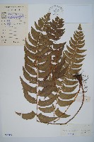 鐮羽貫眾藏品圖，第1張