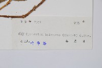 鐮羽貫眾藏品圖，第2張