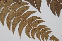 鐮羽貫眾藏品圖，第3張