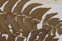 鐮羽貫眾藏品圖，第4張