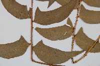 鐮羽貫眾藏品圖，第5張