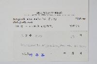 姬卷柏藏品圖，第2張