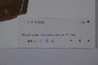 厚葉雙蓋蕨藏品圖，第6張