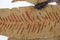 厚葉雙蓋蕨藏品圖，第8張