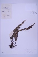 生芽鐵角蕨藏品圖，第1張