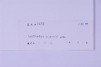 生芽鐵角蕨藏品圖，第2張