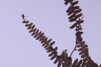 生芽鐵角蕨藏品圖，第5張