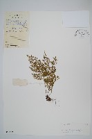 薄葉鐵角蕨藏品圖，第1張