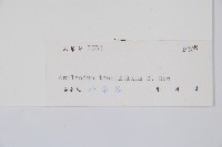 薄葉鐵角蕨藏品圖，第3張